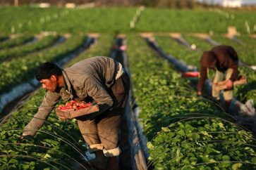 siria agricultura