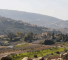 al-mari